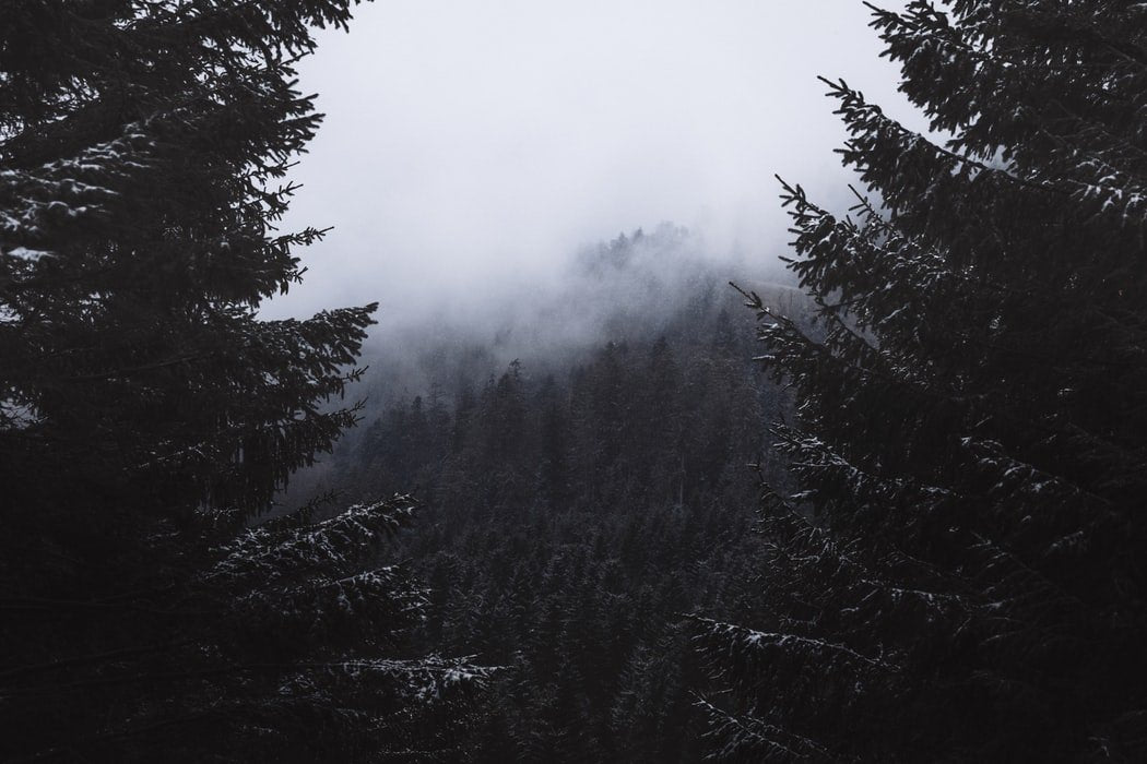WALDEINSAMKEIT: WHY GERMANS WANT TO GET LOST IN THE FOREST?