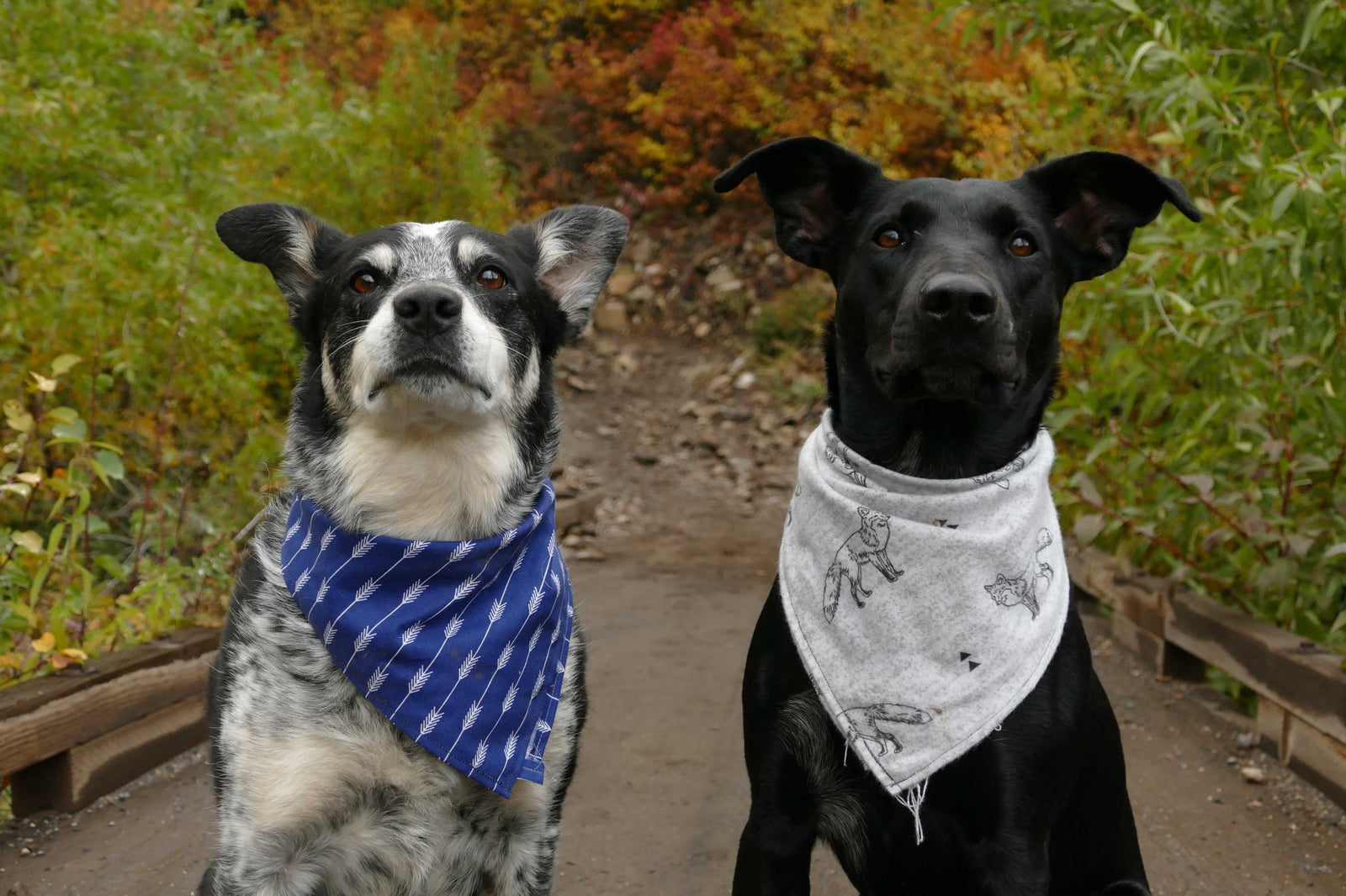 HIKING WITH DOG: EVERYTHING YOU NEED TO KNOW